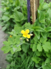 Chelidonium majus