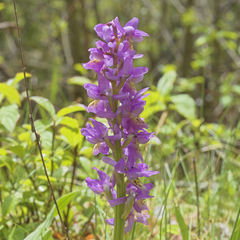 Orchis × colemanii