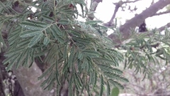 Vachellia pennatula