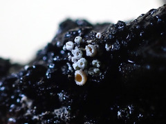 Lachnellula resinaria