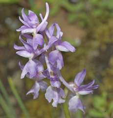 Orchis × colemanii