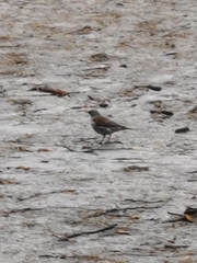 Turdus pilaris