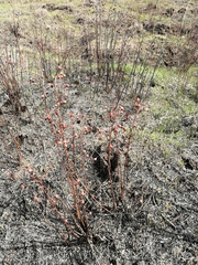 Rosa majalis