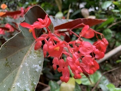 Begonia coccinea
