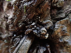 Lachnellula resinaria