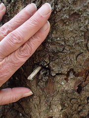 Lachnellula resinaria