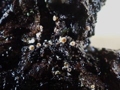 Lachnellula resinaria