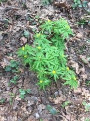 Anemonoides ranunculoides