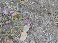 Polygala incarnata