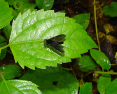 Chrysopilus velutinus