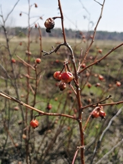 Rosa majalis