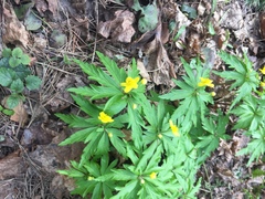 Anemonoides ranunculoides