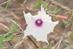 Ipomoea incarnata