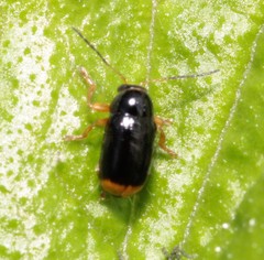 Cryptocephalus chrysopus