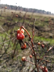Rosa majalis