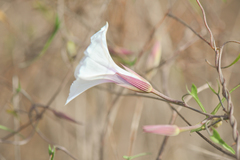Ipomoea incarnata