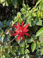 Passiflora miniata × vitifolia