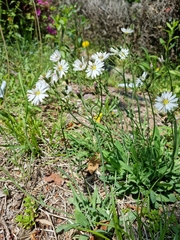 Ixeris strigosa