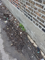 Taraxacum