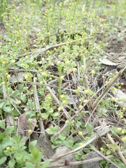 Draba nemorosa
