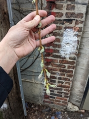 Acer saccharinum