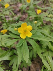 Anemonoides ranunculoides