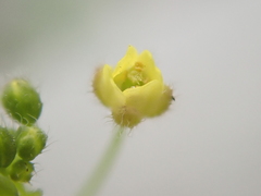 Draba nemorosa