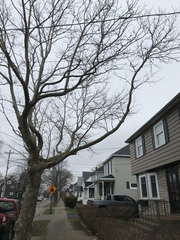 Platanus × hispanica