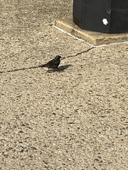 Sturnus vulgaris