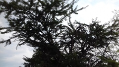 Vachellia pennatula