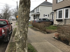 Platanus × hispanica