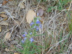 Salvia engelmannii
