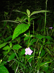 Ruellia strepens