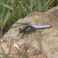Orthetrum internum