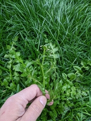 Brassicaceae