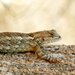 Clark's Spiny Lizard - Photo (c) Francisco Farriols Sarabia, some rights reserved (CC BY), uploaded by Francisco Farriols Sarabia