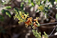Lonicera interrupta