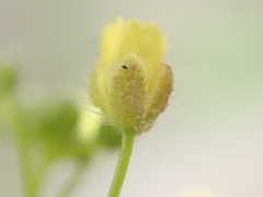 Draba nemorosa