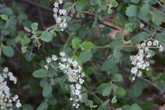 Holodiscus discolor glabrescens