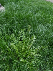 Brassicaceae