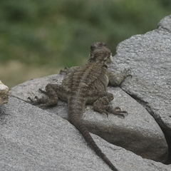 Laudakia tuberculata