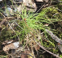 Pinus sylvestris