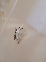 Neoleucinodes