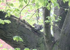 Sciurus carolinensis