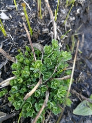 Tracheophyta