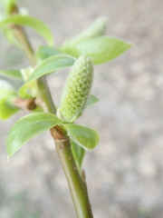 Salix alba