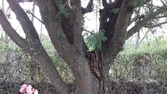 Vachellia pennatula
