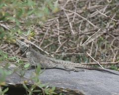Laudakia tuberculata
