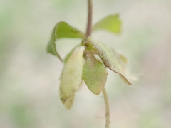 Draba nemorosa