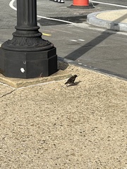 Sturnus vulgaris